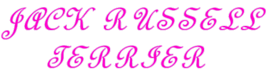 JACK RUSSELL      TERRIER